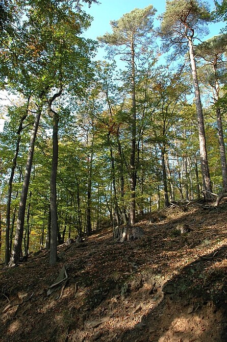 Kiefern_im_Pfaelzerwald.jpg