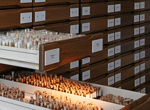Blick in die Sammlung Offene Schubladen mit vielen Probenröhrchen