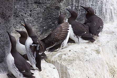 Trottellummen auf einem Felsvorsprung auf Helgoland